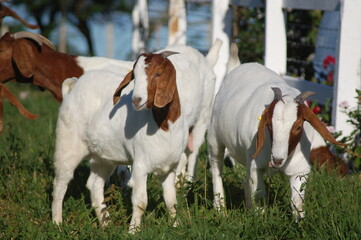 A group of great Boer goats grazing on the farm's green pastures.