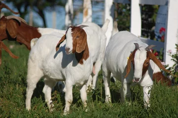 Deurstickers A group of great Boer goats grazing on the farm's green pastures. © LGAndrade