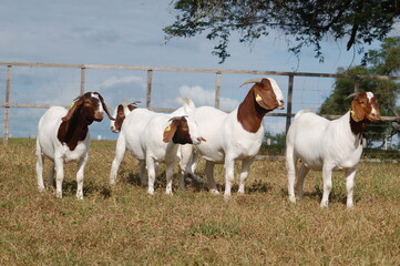 Obraz premium Beautiful female Boer Goats on the farm