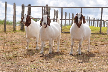 Beautiful female Boer Goats on the farm
