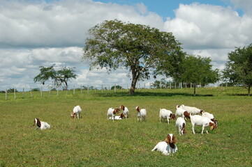 Fototapeta na wymiar A group of great Boer goat grazing on the farm's green pastures.