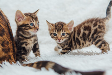 Two cute bengal kittens playing on a furry white blanket.