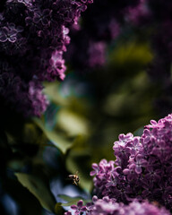 Fototapeta na wymiar A bee flying through mountains of lilac 