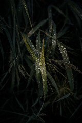 Moody grass after a storm