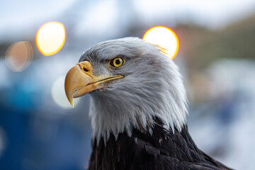 A bald eagle awaits dinner 