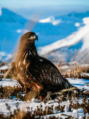 A majestic  golden eagle on a bluff in Alaska 