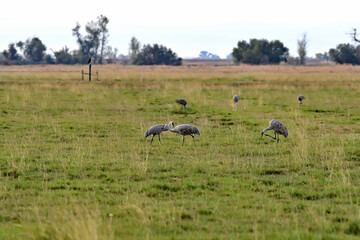 Lesser Sandhill Crane - Merced NWR, Los Banos
