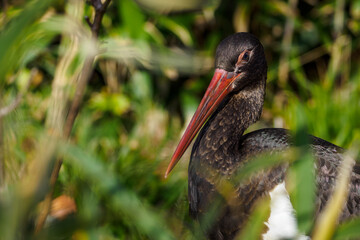 Black stork in detail on the head behind the reeds.