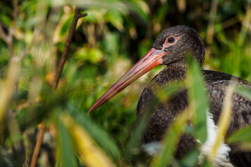 Black stork in detail on the head behind the reeds.