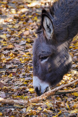 Head of a gray donkey outdoors with fallen leaves.