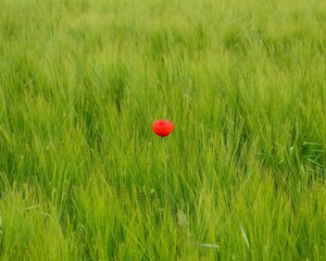 lonely poppy

Halle (Saale) Germany August 20/2014