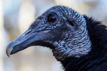 Condor with black feathers outdoors in nature.