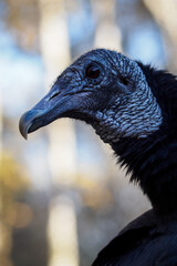 Condor with black feathers outdoors in nature.