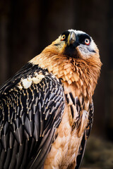 Portrait of a bearded vulture with a dark background.