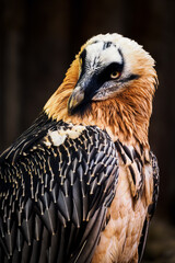 Portrait of a bearded vulture with a dark background.