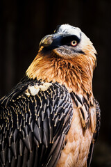 Portrait of a bearded vulture with a dark background.