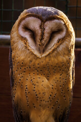 Barn Owl in detail on the face.
