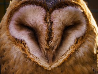 Barn Owl in detail on the face.