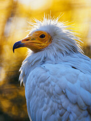 A scavenger white vulture with an orange head.