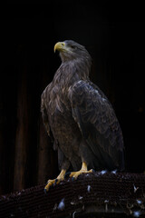 Sea eagle looking with dark background.