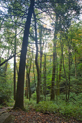Fototapeta premium The Great Smoky Mountains National Park