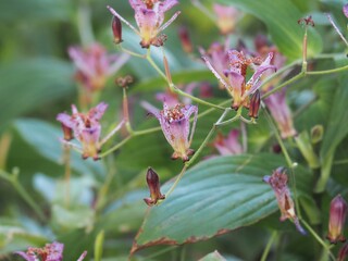 ホトトギスという種類の草花