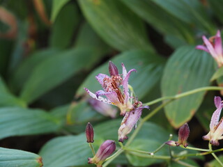 ホトトギスという種類の草花