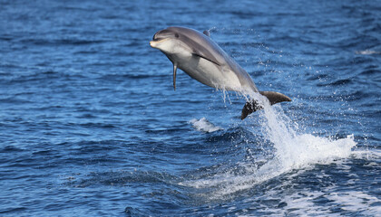 Naklejka premium dolphin jumping the water