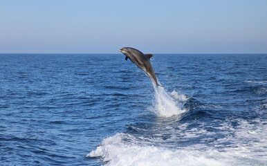 Obraz premium dolphin jumping out of water