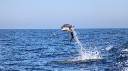 dolphin jumping out of water, bottlenose  © FPLV