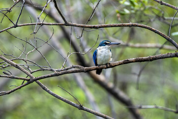 Collared Kingfisher perching on tree branch , Thailand
