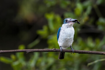 Collared Kingfisher with prey perching on tree branch , Thailand