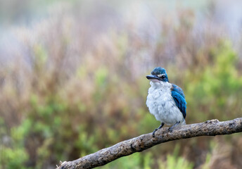 Collared Kingfisher perching on tree branch , Thailand