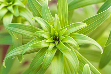 Fototapeta premium Green, fluffy flower in summer.