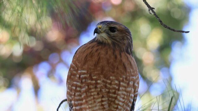 Close up shoot of Red tailed hawk