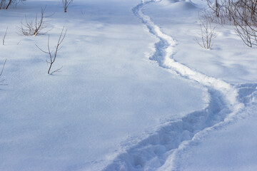 Fototapeta na wymiar A well-trodden path through the fallen white snow in winter in a field
