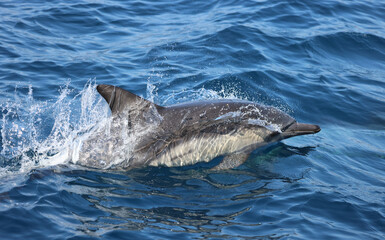 Fototapeta premium dolphin in the water