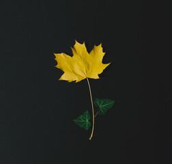 Flower concept made of yellow autumn leaf on dark background. Minimal nature seasonal concept. Flat lay composition.