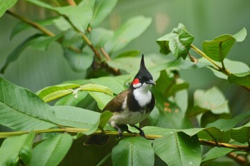 red winged blackbird