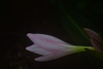 Pink flower with water drops