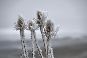 Frozen flowers. Teasel or Amethyst Sea Holly frozen covered with frost. Boise. Idaho. United States 