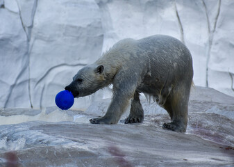 polar bear in the zoo