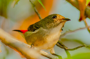 bird on a brach