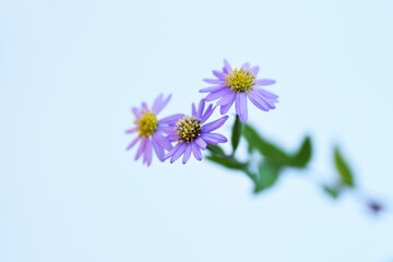 Aster microcephalus flowers. Asteraceae perennial plants. Pretty lilac flowers bloom from August to November, and the leaves are edible. 