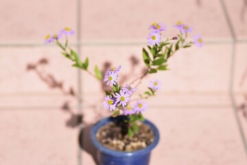 Aster microcephalus flowers. Asteraceae perennial plants. Pretty lilac flowers bloom from August to November, and the leaves are edible. 