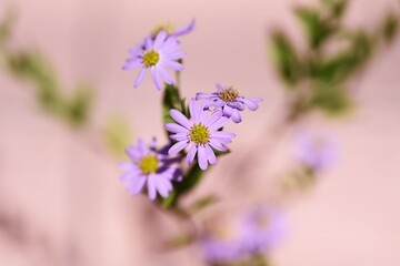 Aster microcephalus flowers. Asteraceae perennial plants. Pretty lilac flowers bloom from August to November, and the leaves are edible. 