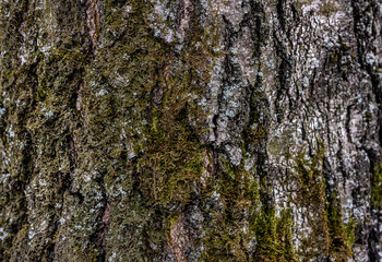 Close-up of tree bark texture