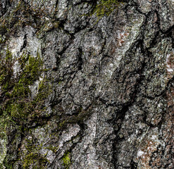 Close-up of tree bark texture
