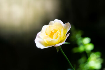 Fototapeta premium yellow rose with green leaves