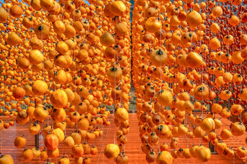 Diospyros kaki fruit or Persimmons are exposed to the sun and natural wind like the Japanese and Korean Hoshigaki method, Da Lat, Vietnam
